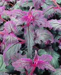 Image result for Gynura