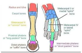 The outer bandage will need to be between 9 and 12. Human Hand Compared To Horse S Leg Horse Anatomy Horse And Human Horse Camp