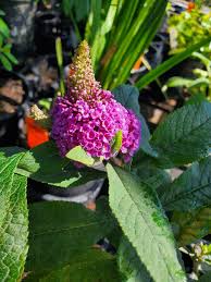Image result for buddleia davidii