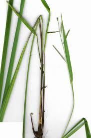 Image result for Paspalum scrobiculatum