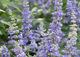 Image result for Vitex fischeri