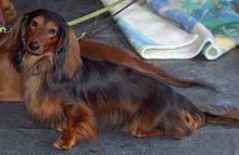 Going to spoil him rotten today. Dachshund Wikipedia
