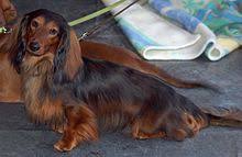 Get a boxer, husky standard wire dachshund puppies are 12 weeks and available now. Dachshund Wikipedia