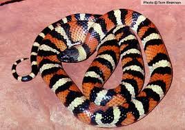 Milksnake Lampropeltis Triangulum Arizona Milk Snake Pet Snake Snake