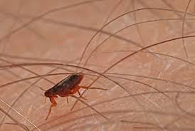 How long can fleas live without a host? When Do Fleas Become A Problem In Tennessee Russell S Pest Control