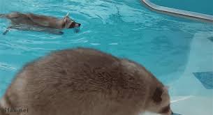 Find and save raccoon cotton candy memes | from instagram, facebook, tumblr, twitter & more. Still Finding The Cotton Candy Gif On Imgur