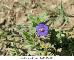Image result for Lysimachia arvensis