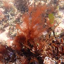 Image result for Polyspatha oligospatha