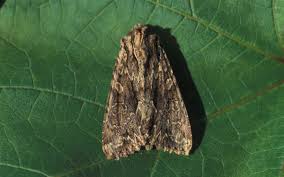 Image result for Apamea monoglypha