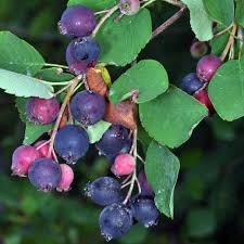 What is a saskatoon berry? Amelanchier Alnifolia Saskatoon Berry