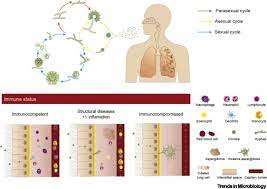 Fumigatus (the most common species) infections are primary pulmonary infections and can potentially become a rapidly necrotizing pneumonia with a potential to disseminate. Aspergillus Fumigatus Trends In Microbiology