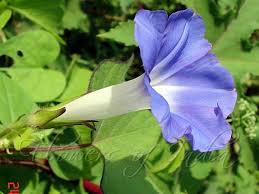 Ipomoea Nil Blue Morning Glory