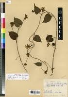 Image result for Jacquemontia paniculata