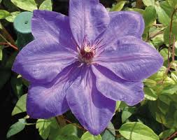 We did not find results for: Clematis Elsa Spath Our Range