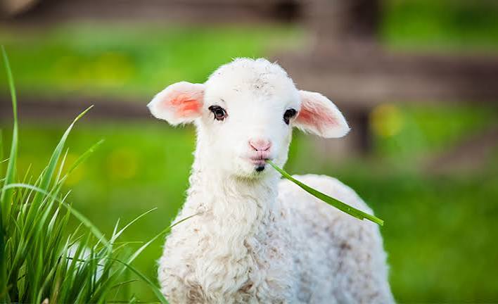 Mary's Little Lamb | Our Daily Bread Ministries