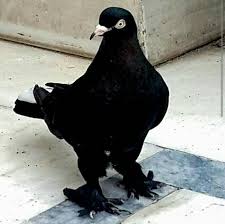 Pin By Recep Findik On Guvercin Pidgeon Pigeon Breeds Pet Birds Pigeon Bird