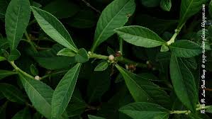 Image result for Struchium