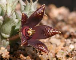 Image result for Orbea umbracula