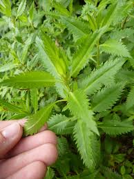 Image result for Haloragaceae