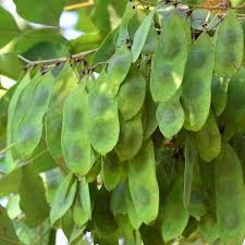 Image result for Dalbergia