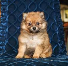 Pomeranian puppies for sale good price in delhi, we have 45 to 55 days old puppies are available. Teacup Pomeranian For Sale In Sri Lanka