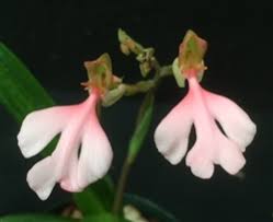Image result for Habenaria arenaria