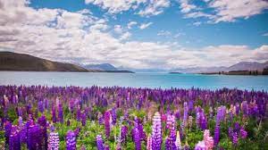 Check spelling or type a new query. Time Lapse Beautiful Lupine Stock Footage Video 100 Royalty Free 16566487 Shutterstock