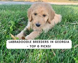 I have a litter of 9 purebred doberman puppies, 6 girls and the dam is fully obedience trained. Labradoodle Breeders In Georgia Top 6 Picks 2021 We Love Doodles