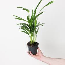 Image result for Dypsis