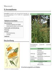 Image result for Leonotis myrothamnifolia