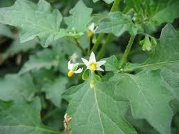 Image result for Solanum americanum
