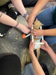 Brews and Mews Cat Cafe added a...