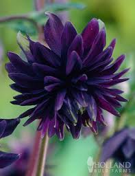 Aquilegia vulgaris var stellata black barlow puriri lane. Black Barlow Columbine Holland Bulb Farms 77274