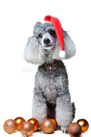 Check spelling or type a new query. Small Gray Poodle With Christmas Decoration Stock Image Image Of Mammal Holiday 21415603
