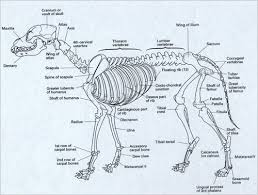 This short post will try to cover the dog leg anatomy in detail with labeled diagrams. Chihuahua Skeleton Diagram Pets Lovers
