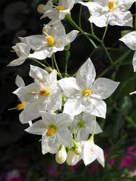 Confederate jasmine is a staple in most landscapes, confederate jasmine is a staple in most landscapes, often seen climbing along fences, on a mailbox, or on trellis. Potato Vine Planting Pruning And Care Toxicity Propgation