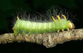 Sawflies are a group of flies, whose larvae look very similar to caterpillars. Giant Caterpillars Ohioline
