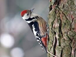 It is more reclusive and is a less common sight at bird feeders. Middle Spotted Woodpecker Ebird