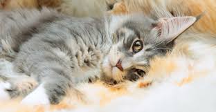 Male calicos are a bit of a mystery. Maine Coon Cat Names Over 200 Brilliant Ideas For Naming Your Kitten