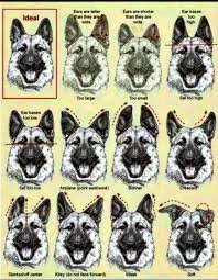The german shepherd dog is unusually intelligent and unconditionally loyal, obedient, brave, and protective. Pawsitively Powerful What Are Some Examples Of German Shepherd