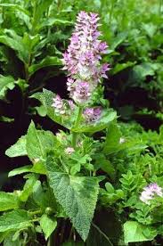 Salvia Sclarea Muskatellersalbei Und Beschreibung Anderer Arten Salbei Pflanzen Wiesensalbei