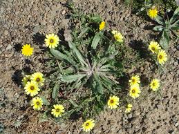 Image result for Tolpis