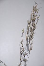 Image result for Danthoniopsis dinteri