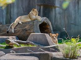 Free Admission For Moms On Mothers Day At Milwaukee Zoo | Wauwatosa, WI  Patch