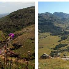 Image result for Olea chimanimani