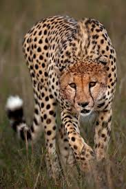 Cheetah 40 Big Animals Animals Beautiful Beautiful Dogs