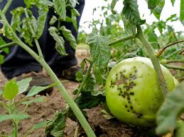 Image result for tomato seedling early blight
