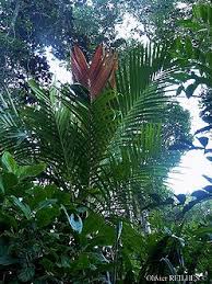 Image result for Distephanus biafrae