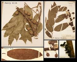 Image result for Drypetes