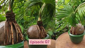How To Grow A Coconut Bonsai Tree Episode 7 Youtube
